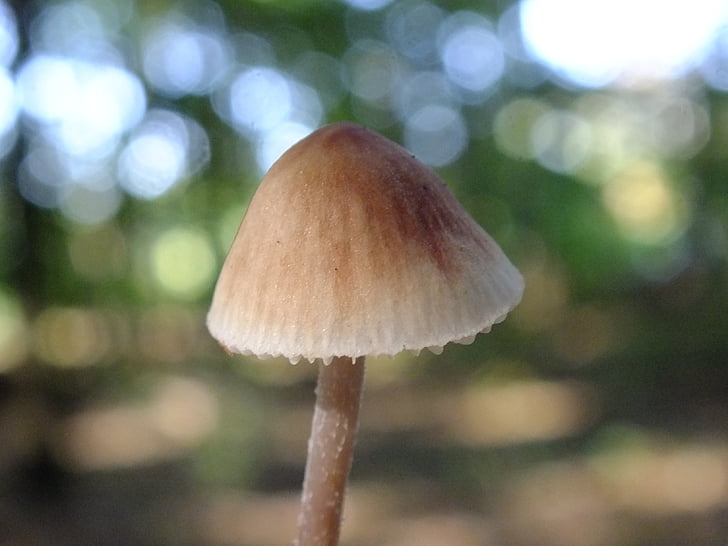 forest, mushrooms, macro