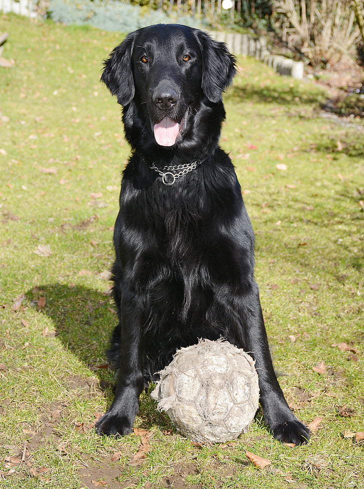 dog, flat, black, retriever, football, cheeky, garden
