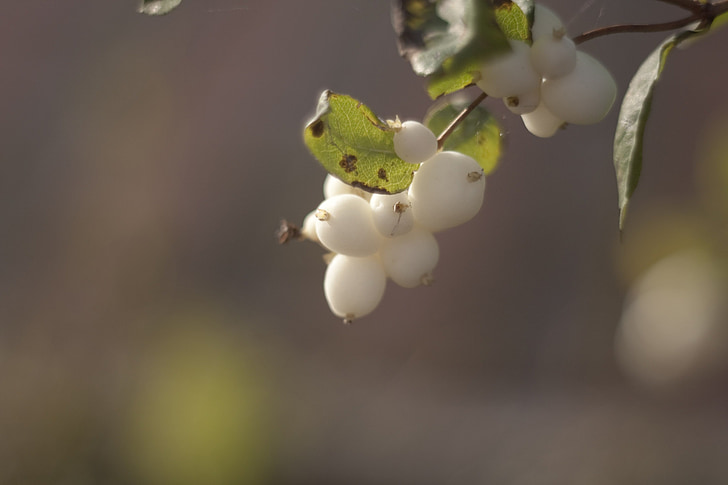 Bush, makro, Closeup, Flora