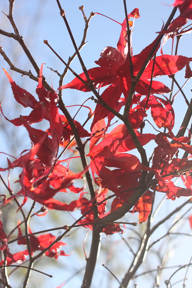 Acer, lá, cây, màu đỏ, mùa đông, mặt trời, chi nhánh