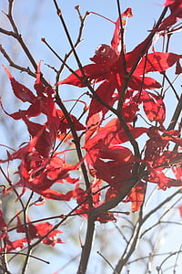 Acer, listy, strom, červená, zimné, slnko, pobočky