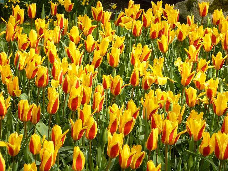 Tulip, Keukenhof, primavera, flor, floración, planta, cama tulipán