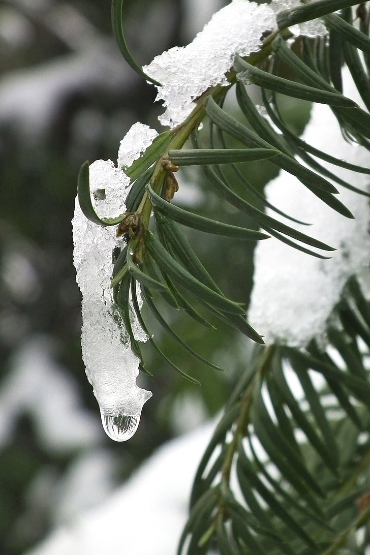 yew, ice, snow, plant, green, winter, nature
