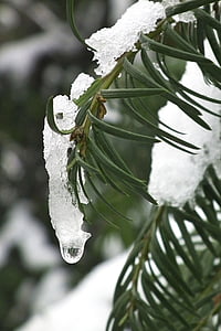 Yew, glace, neige, plante, vert, hiver, nature