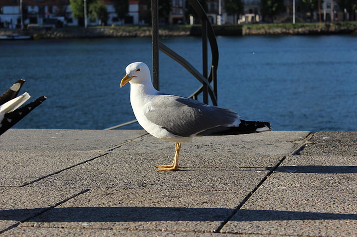 porto river, seagull, left front side