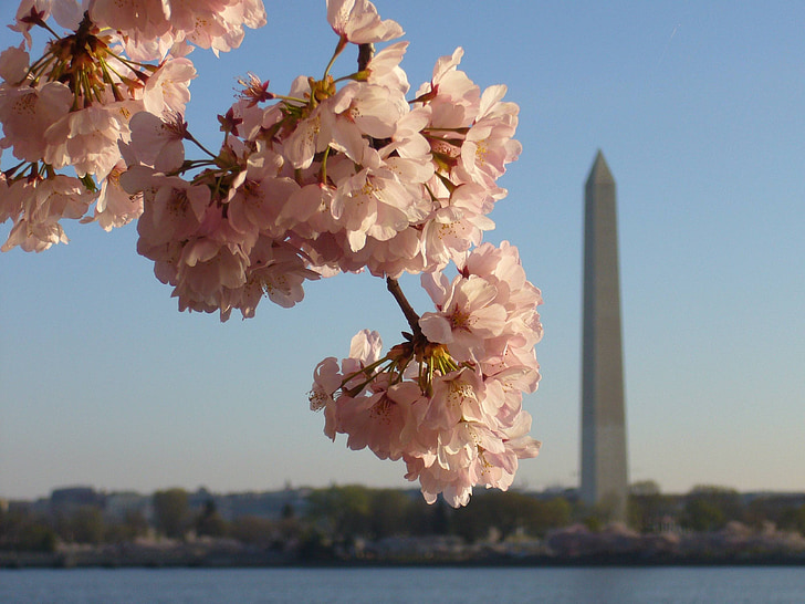 Washington dc, Blossom, fleur