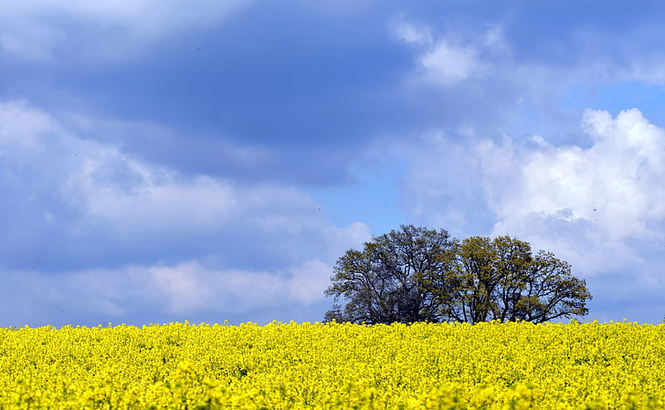 oilseed rape, field of rapeseeds, sky, clouds, blue, cloudy sky, horizon