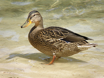 duck, water, wild, bird, water surface, pond