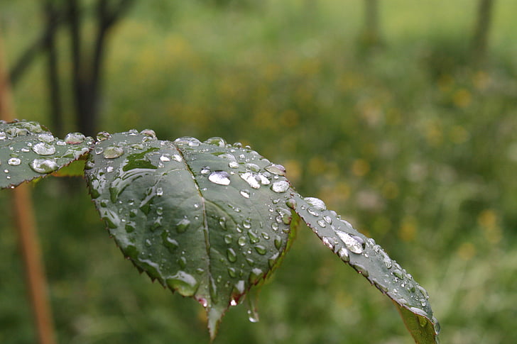 Rosenblatt, naturen, regn, droppe vatten, regndroppe, makro