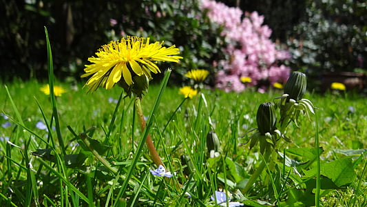 bunga matahari, rumput, Taman, padang rumput, Dandelion, Garden, tanaman, kuning