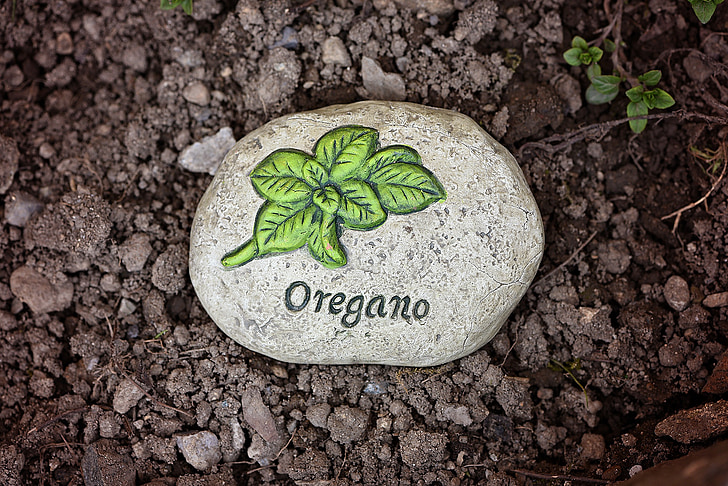 Puutarha, maan, maahan, kivi, Herbal kivi, Oregano, Garden stone