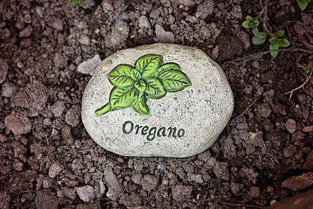 Záhrada, zem, zem, kameň, bylinné kameň, Oregano, záhradný kameň