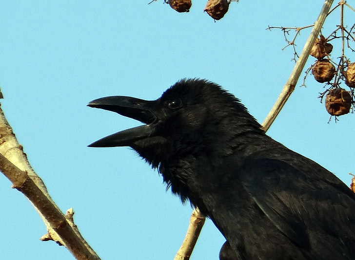 crow indieni jungla, Corvus macrorhynchos, mare-facturat crow, jungla linie, cioară, Karnataka, India