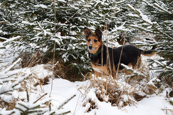gos, l'hivern, animal de companyia, animal, neu, feliç, canina