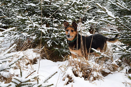 hunden, Vinter, kjæledyr, dyr, snø, glad, hjørnetann