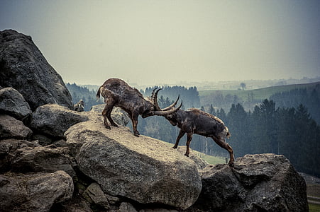 Capricornio, roca, animal, montañas, ibex alpino, Alpine, cuernos