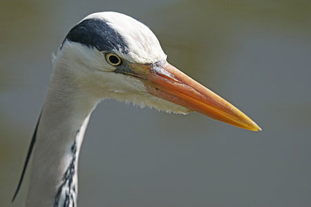 grey heron, heron, eastern, water, bill, creature, hunter