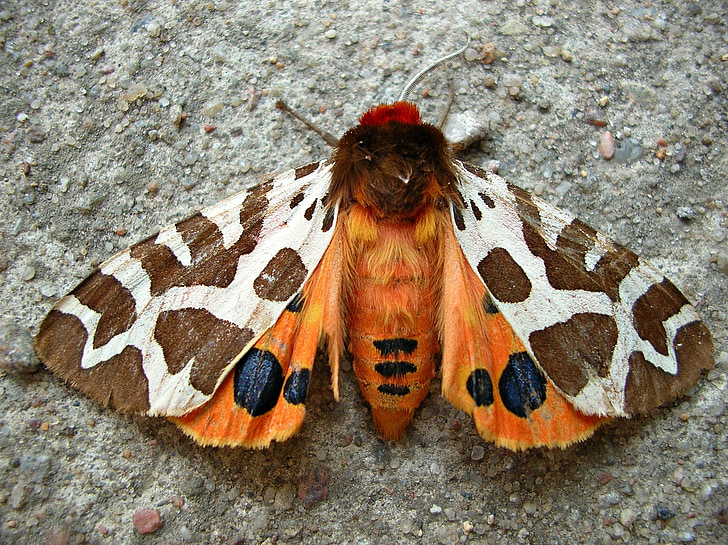 papillon, insecte, jardin tiger moth, kaja, ailes, couleurs, orange