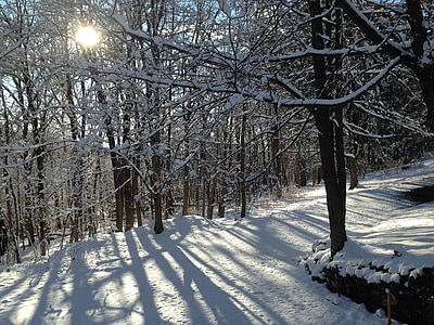 sneg, dreves, sončne svetlobe, veje, pozimi, hladno, narave