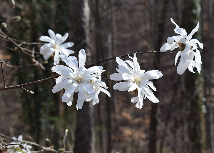 magnolia Star, Magnolia, árbol, planta, jardín, naturaleza, primavera
