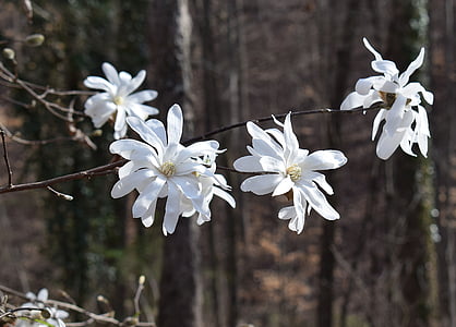 star magnolia, magnolia, tree, plant, garden, nature, spring