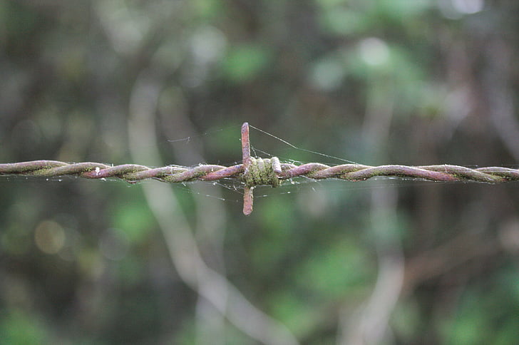 barbed, wire, closing, rusty, iron, nature, barbed Wire