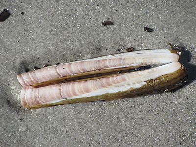 κοχύλι, Muschel, Βόρεια θάλασσα, Nordsee, ξυράφι-shell