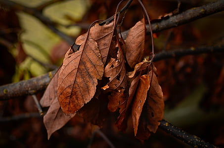 suché listí, listy, podzim, strom, na podzim, sezóny