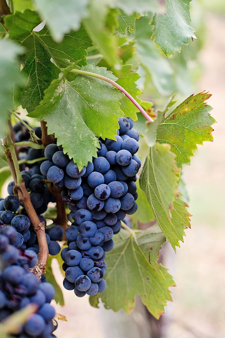 grozdje, vinsko grozdje, vijolična grozdje, Napa, vino, sadje, vinske trte