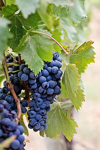 grapes, wine grapes, purple grapes, napa, wine, fruit, vine