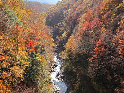 musim gugur, daun musim gugur, Arboretum, warna-warni, hutan, hutan, Maples