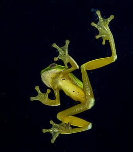 green tree frog, green, yellow, tiny, webbed feet, window, glass