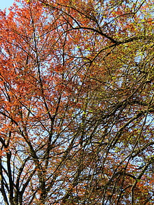 pohon, hijau, alam, hutan, daun, terbang, musim gugur