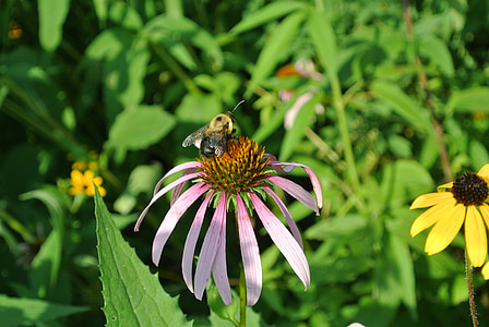 花, 自然, 紫色, 蜜蜂, 昆虫, 授粉, 动物