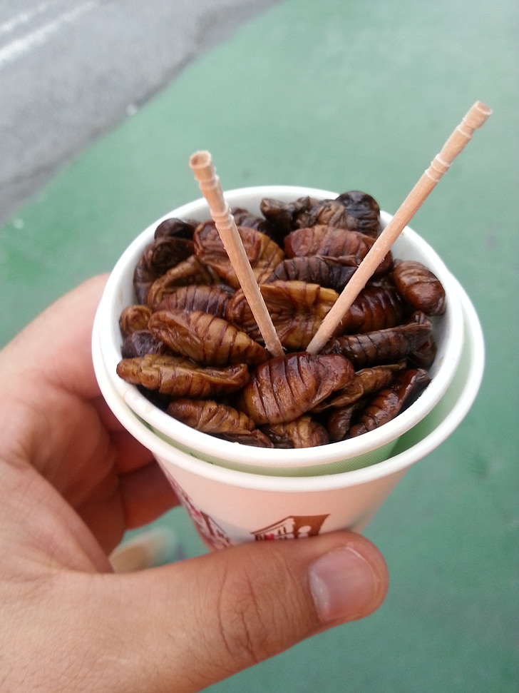 gusanos de seda, Corea, viajes