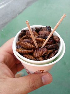 шелковичных червей, Корея, путешествия