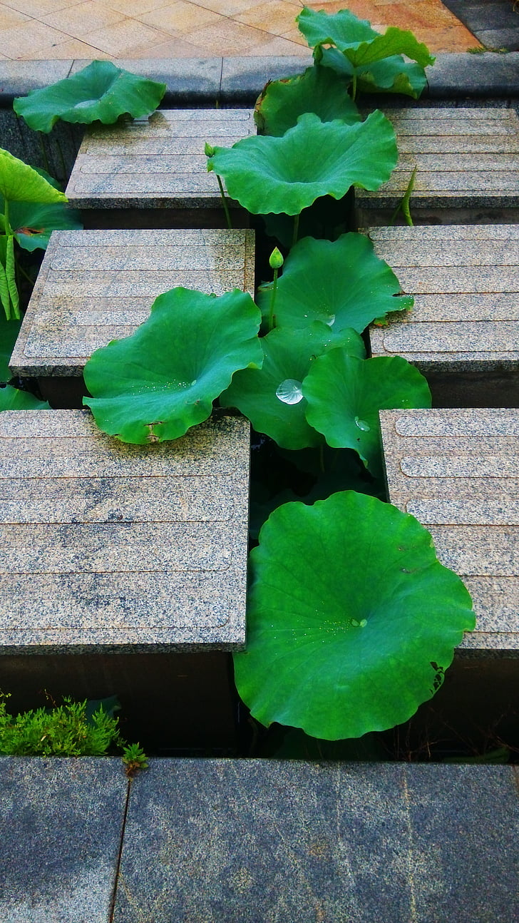Lotus blad, Lane, sommer