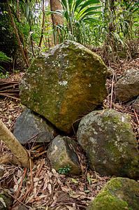 rocks, boulders, basalt, geology, forest, rainforest, vegetation