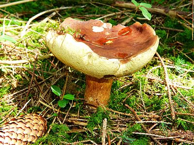 black mushroom, cep, mushroom, rac, nature, autumn, noble rot
