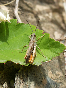 cricket, sommer, cricket af maven gul, CRI cri, blad, gryllidae