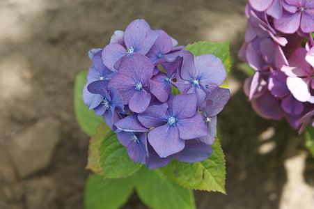 Hortensia, kwiat, ogród