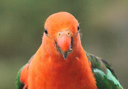 papagailis, putns, tropu, dzīvnieku, eksotiski, oranža, spalva
