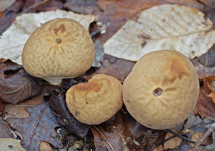 puffball mushrooms, mushrooms, fungi, forest floor, winter, january, nature