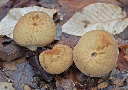 puffball cogumelos, cogumelos, fungos, chão da floresta, Inverno, Janeiro de, natureza