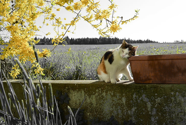 cat, landscape, yellow, branch, spring blossom, relaxation, mieze