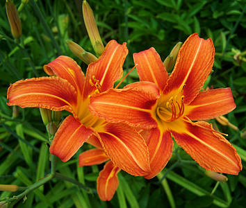 hémérocalles, couleur rouge-orange, jardin fleuri