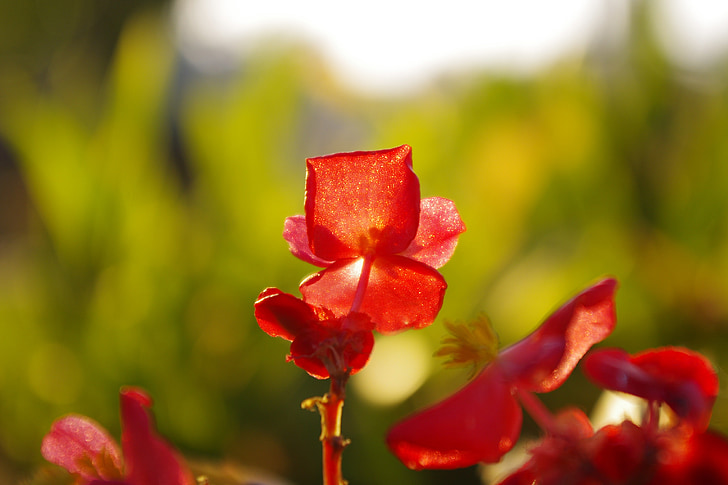 lill, taim, Red lilled