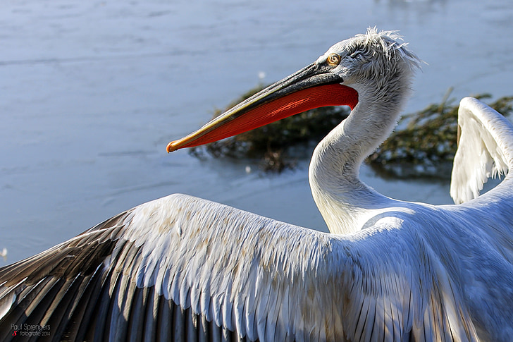 Dalmatijos pelikanas, pelikanas, vandens paukščiai, paukštis, zoologijos sodas