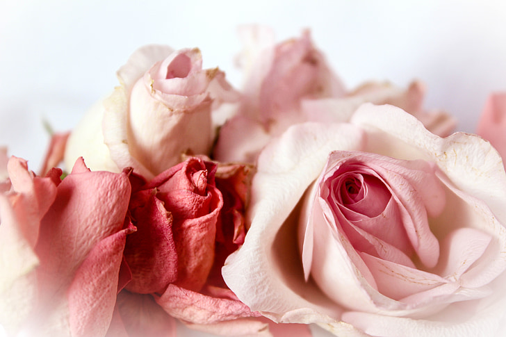roser, nostalgisk, legende, romantisk, shabby chic, vintage, lyserøde roser