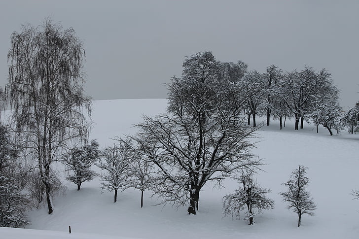 hiver, arbres, neige
